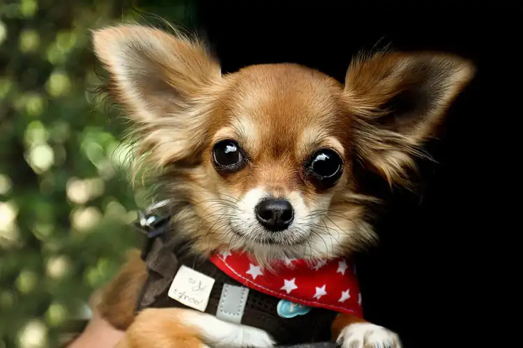 Chihuahua Köpek Eğitimi Nasıl Olması Gerekiyor?