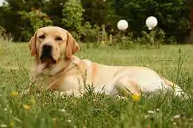 Labrador Köpek Eğitimi ve Komutları