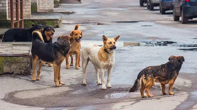 Sokak Köpeklerine Eğitim Nasıl Verilir 
